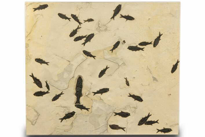 Stunning Natural Green River Fossil Fish Mural - Wyoming #327747